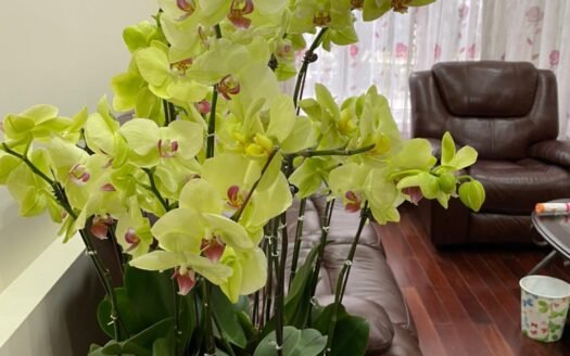 Chính chủ bán biệt thự 5 ngủ, 217.5m2 hướng Tây Nam khu C5 Ciputra