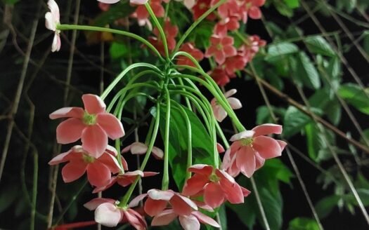 Chính chủ bán biệt thự 5 ngủ, 217.5m2 hướng Tây Nam khu C5 Ciputra